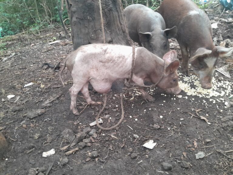 18095 veterinaria bacalar 768x576