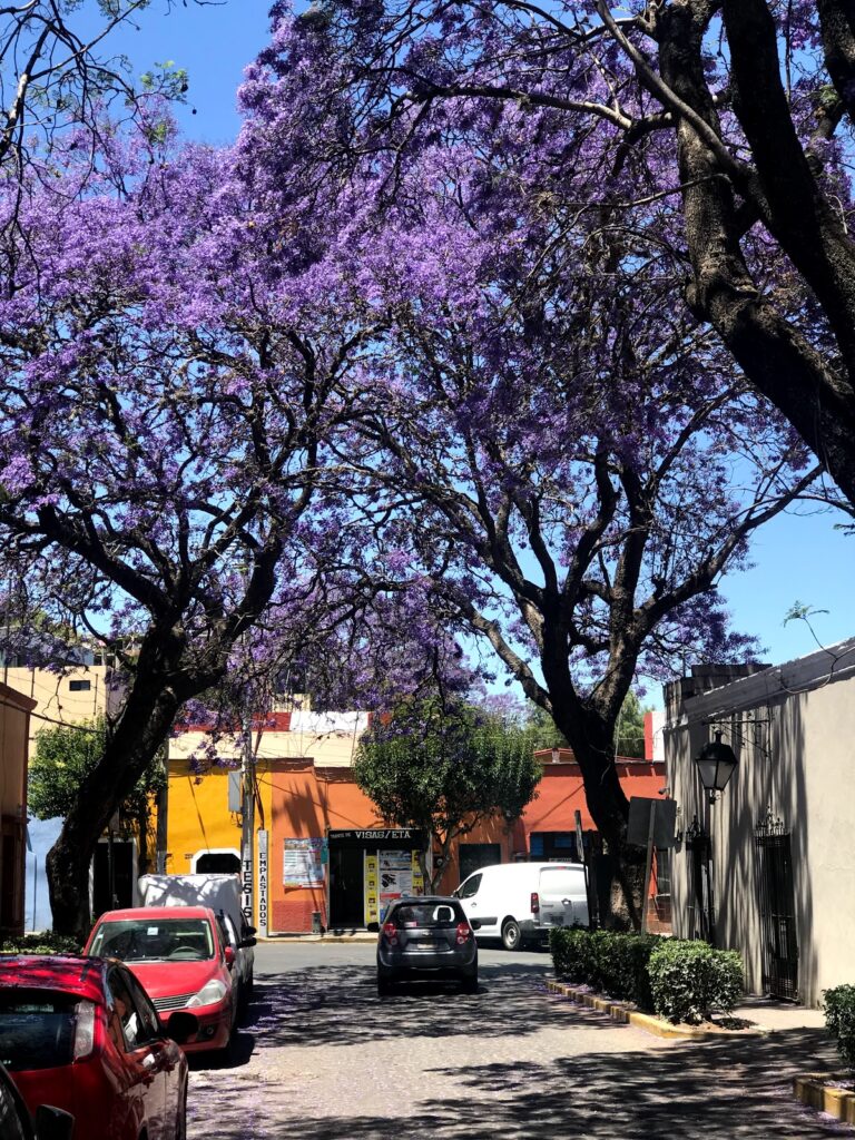 26496 agencia de viajes internacionales tlaxcala 768x1024