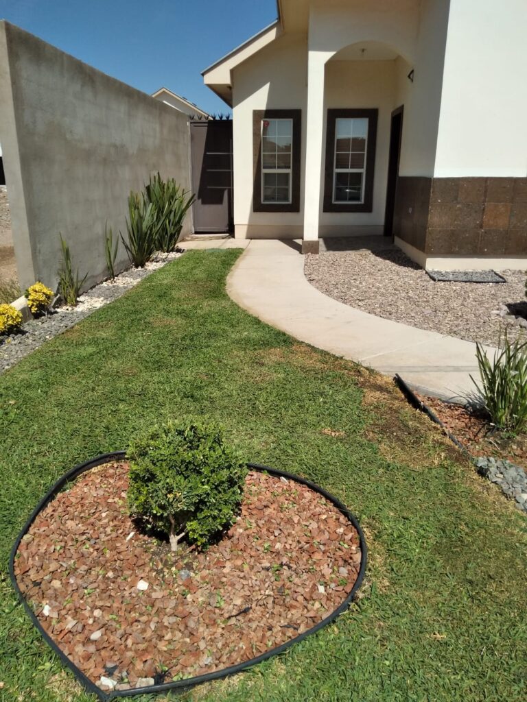 50476 flor de pena jardineros y podadores de arboles en chihuahua 768x1024