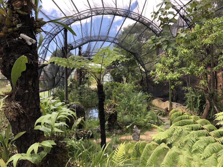 50484 reserva ecologica y jardin de orquideas moxviquil 768x576