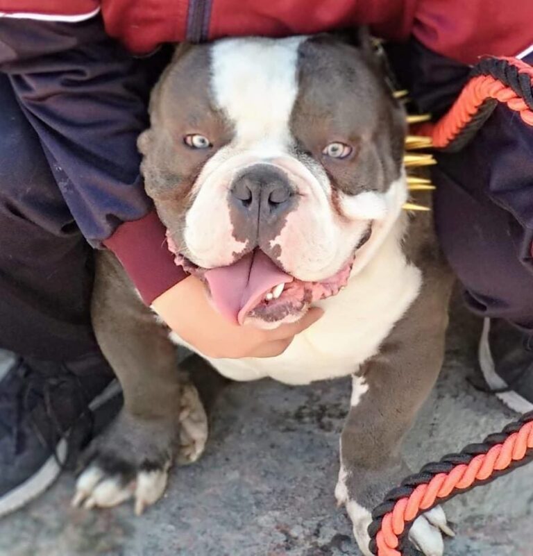 51472 zoolo cotas 768x801