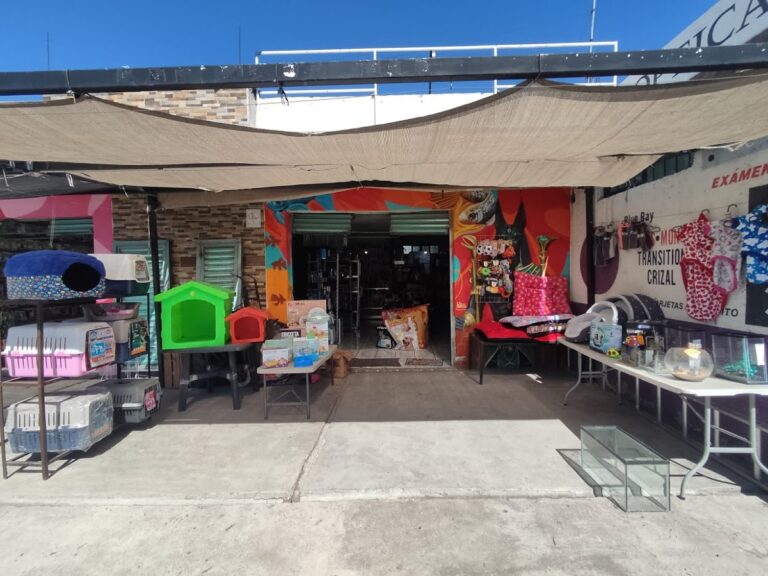 51682 anubis pet emporium✨ 768x576