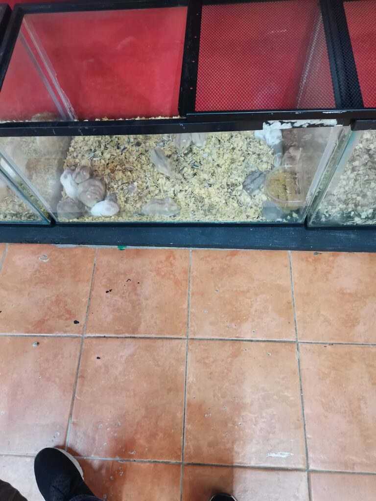 51758 tienda de mascotas lex 768x1024