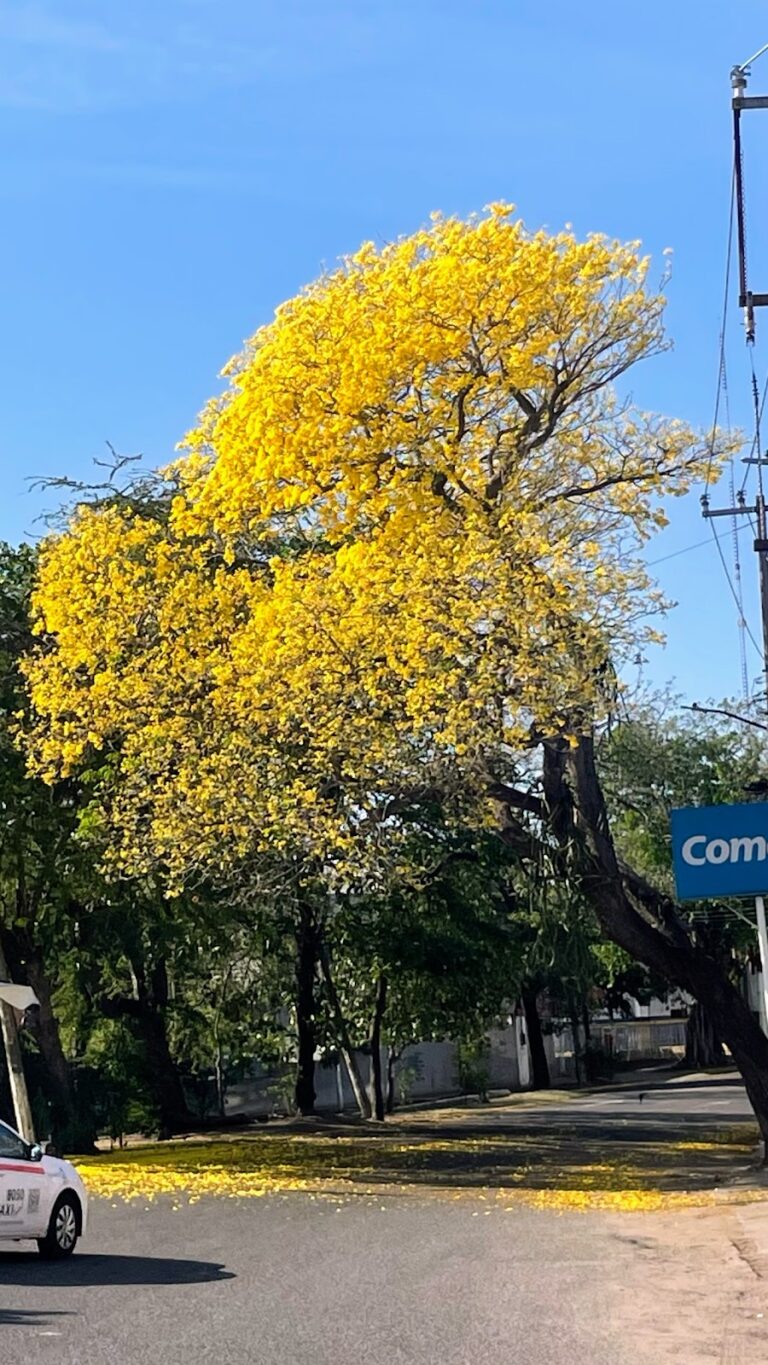 53141 ultra clean 8211 guayabal 768x1365