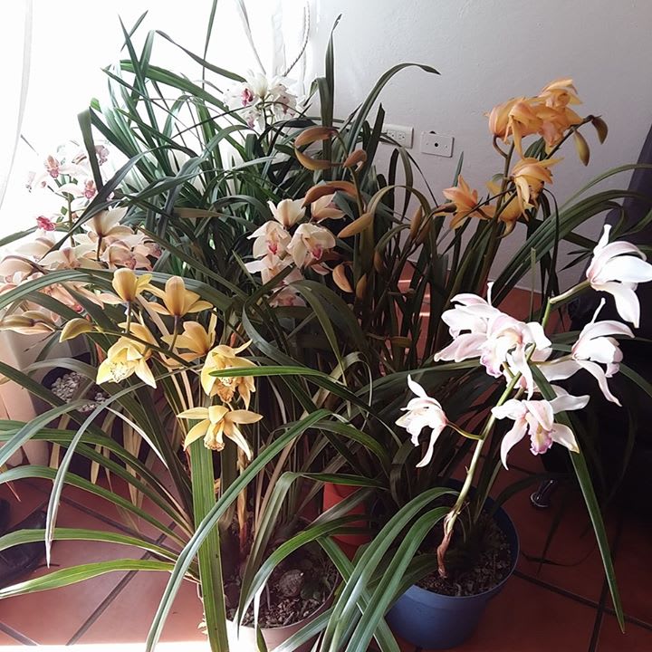 8548 el jardin de eva