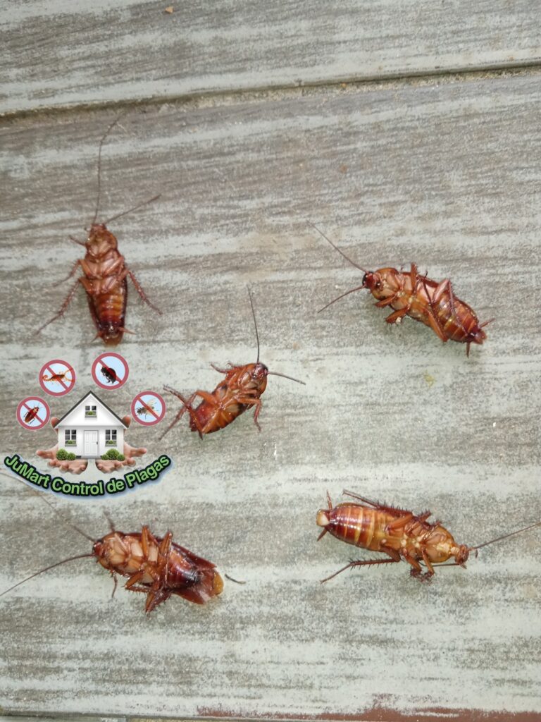 8849 jumart control de plagas 768x1024